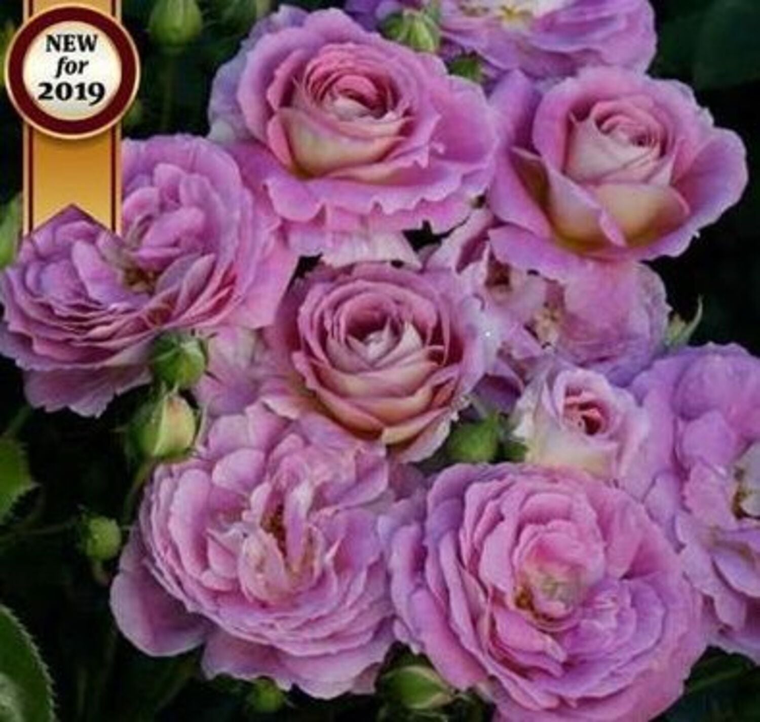 2927-CTLG-FULL