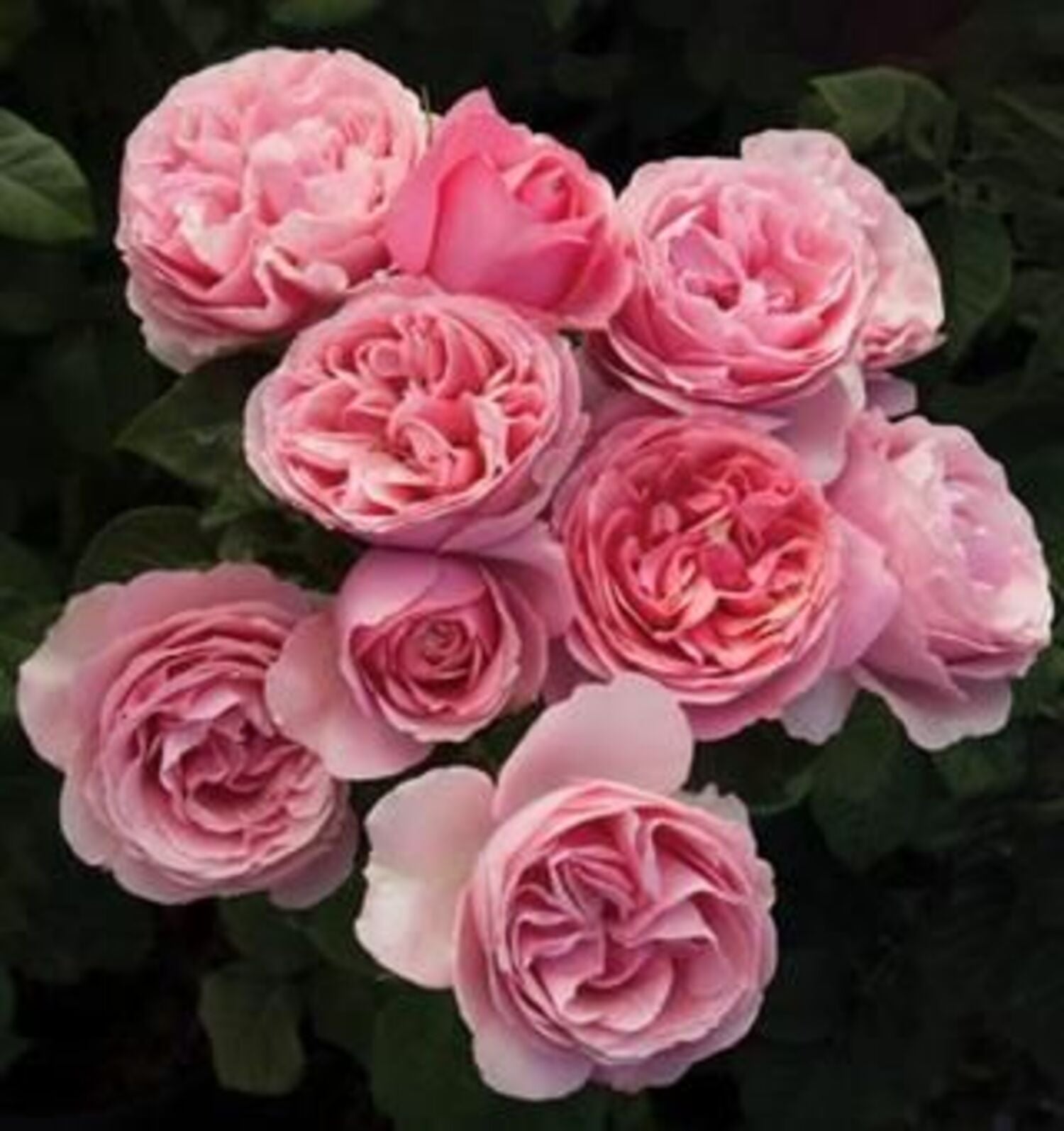 1273-CTLG-FULL