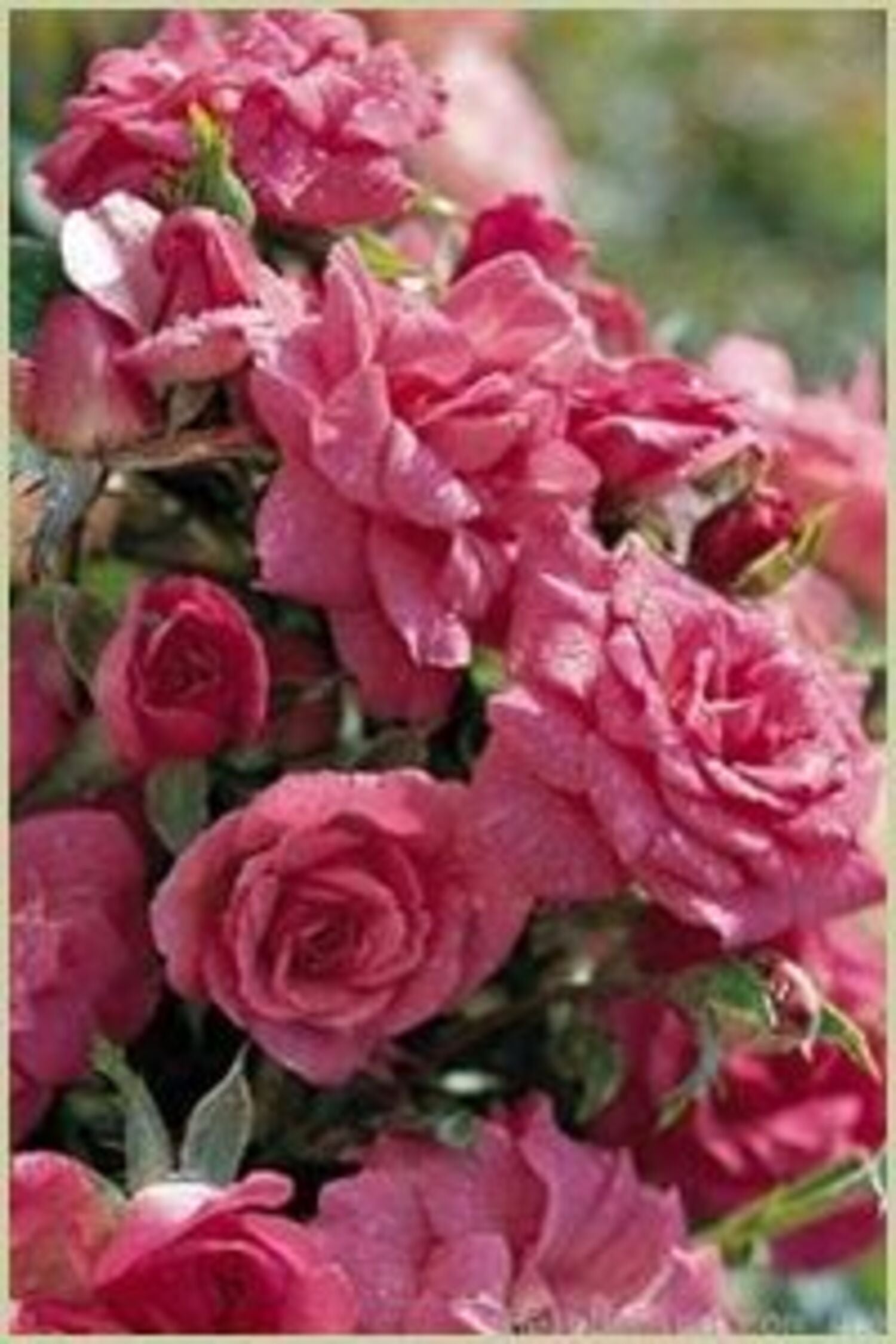 1077-CTLG-FULL
