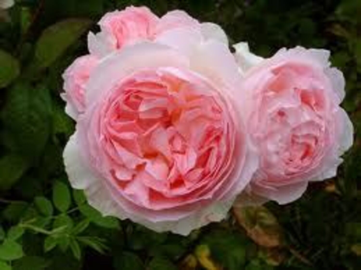 2859-CTLG-FULL