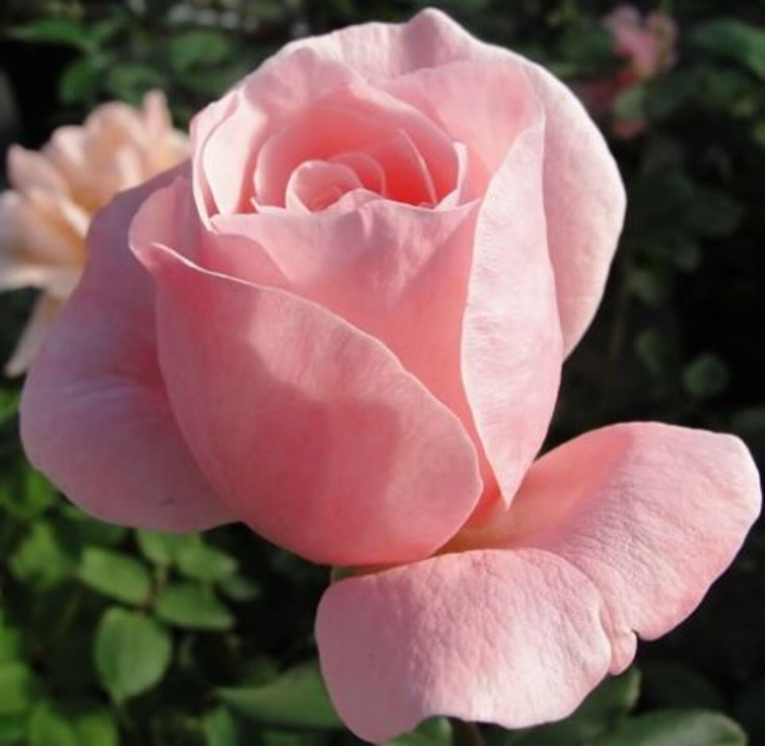 1020-CTLG-FULL
