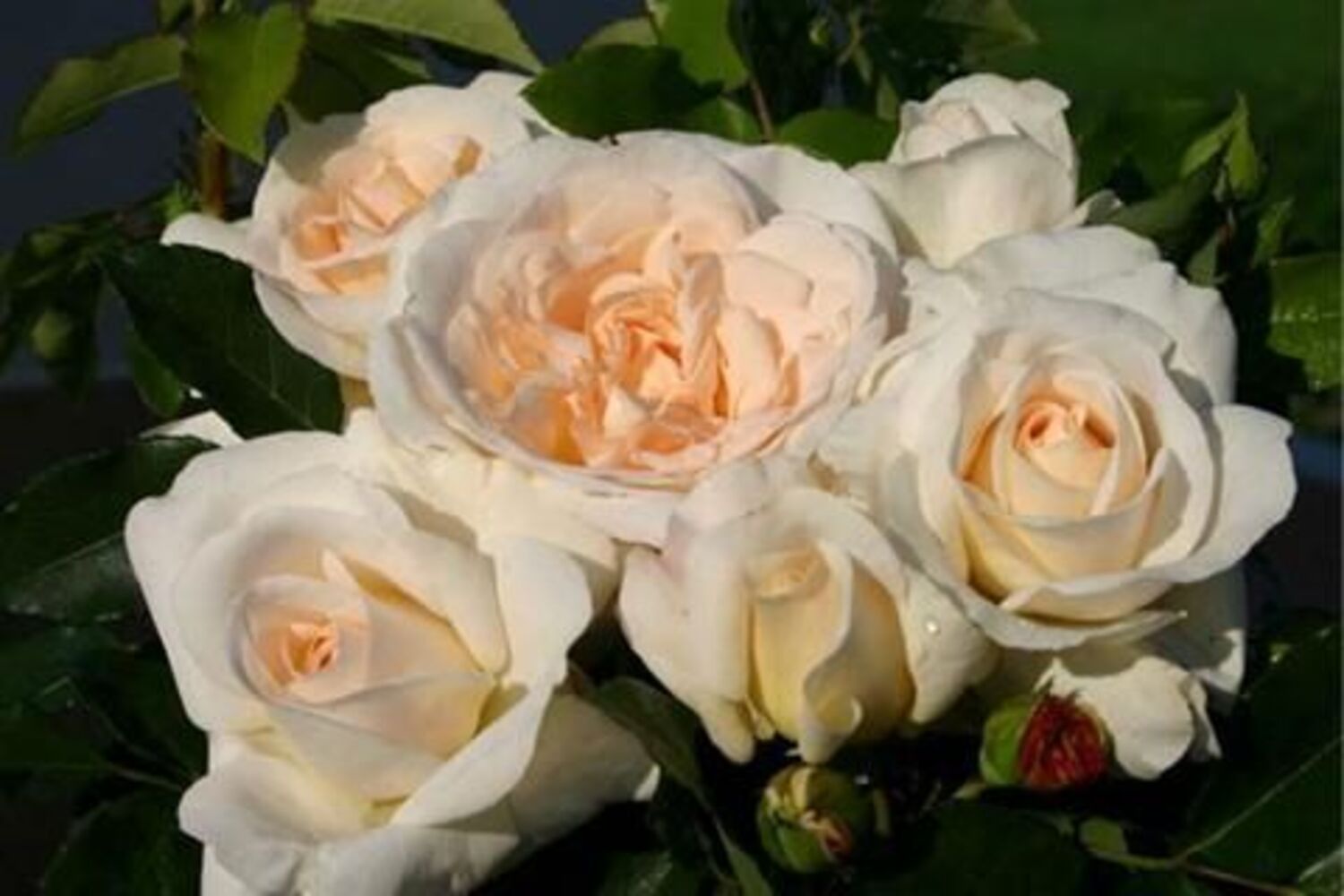 516-CTLG-FULL