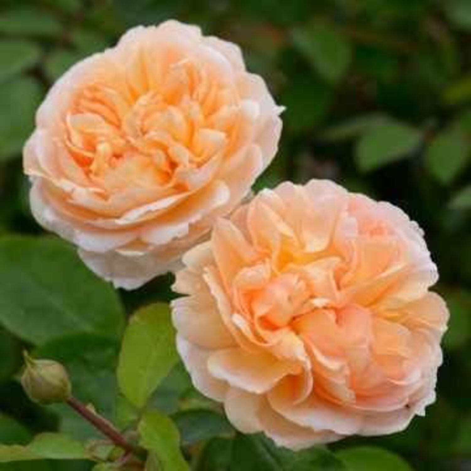1655-CTLG-FULL