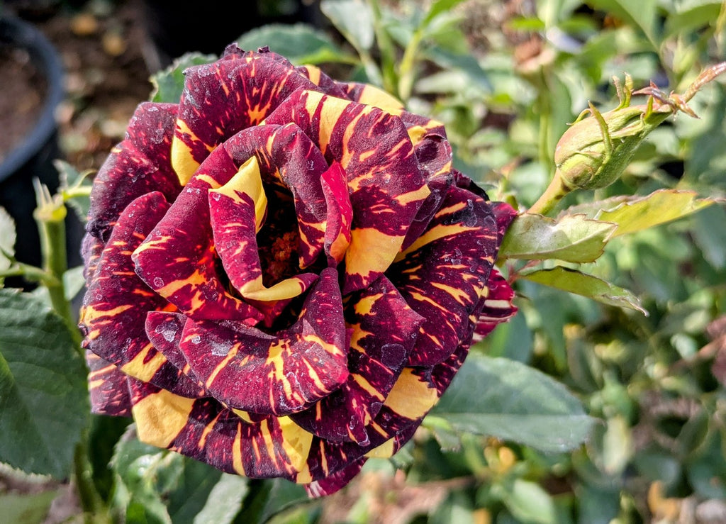 3713-PROD-FULL