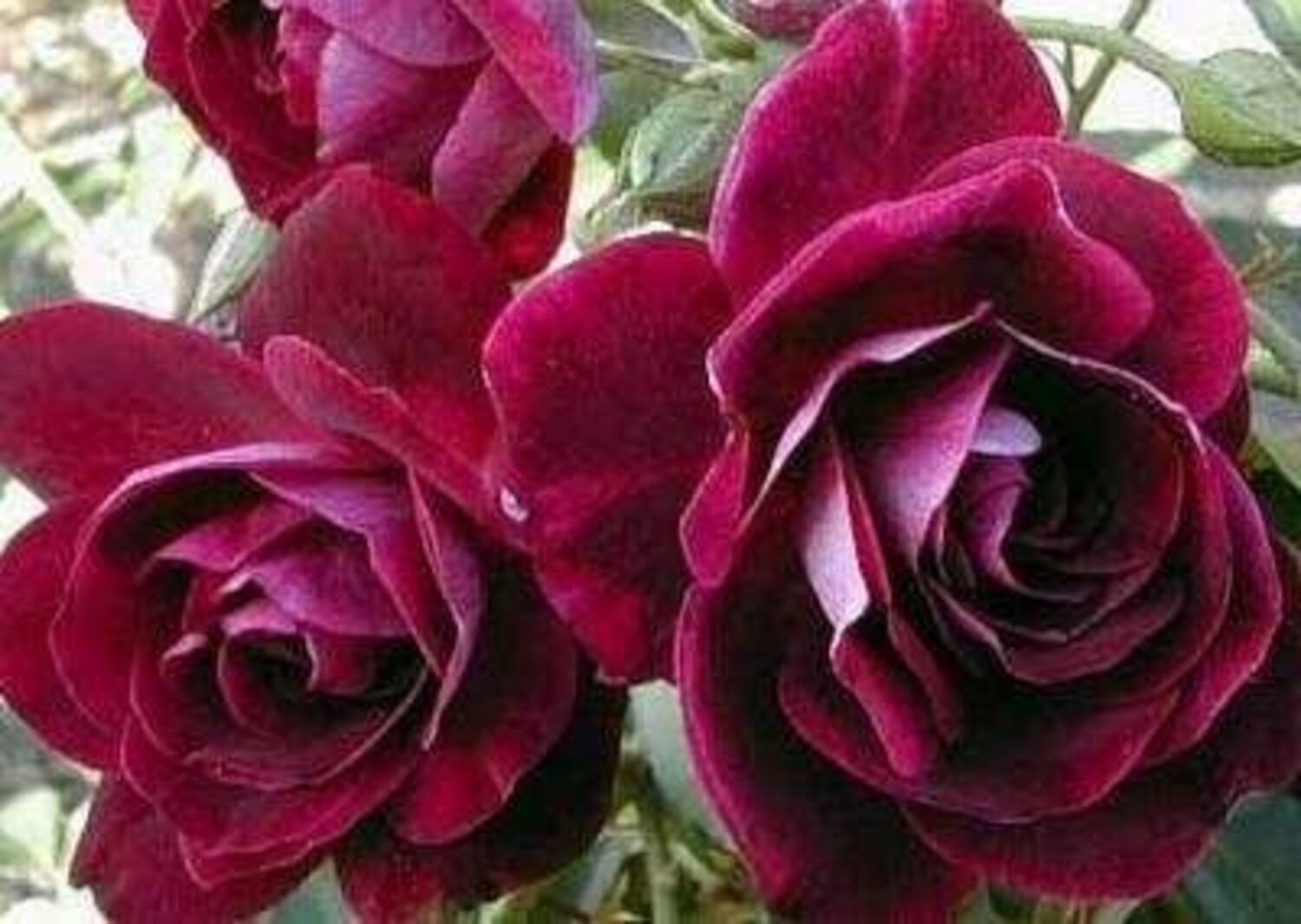1242-CTLG-FULL