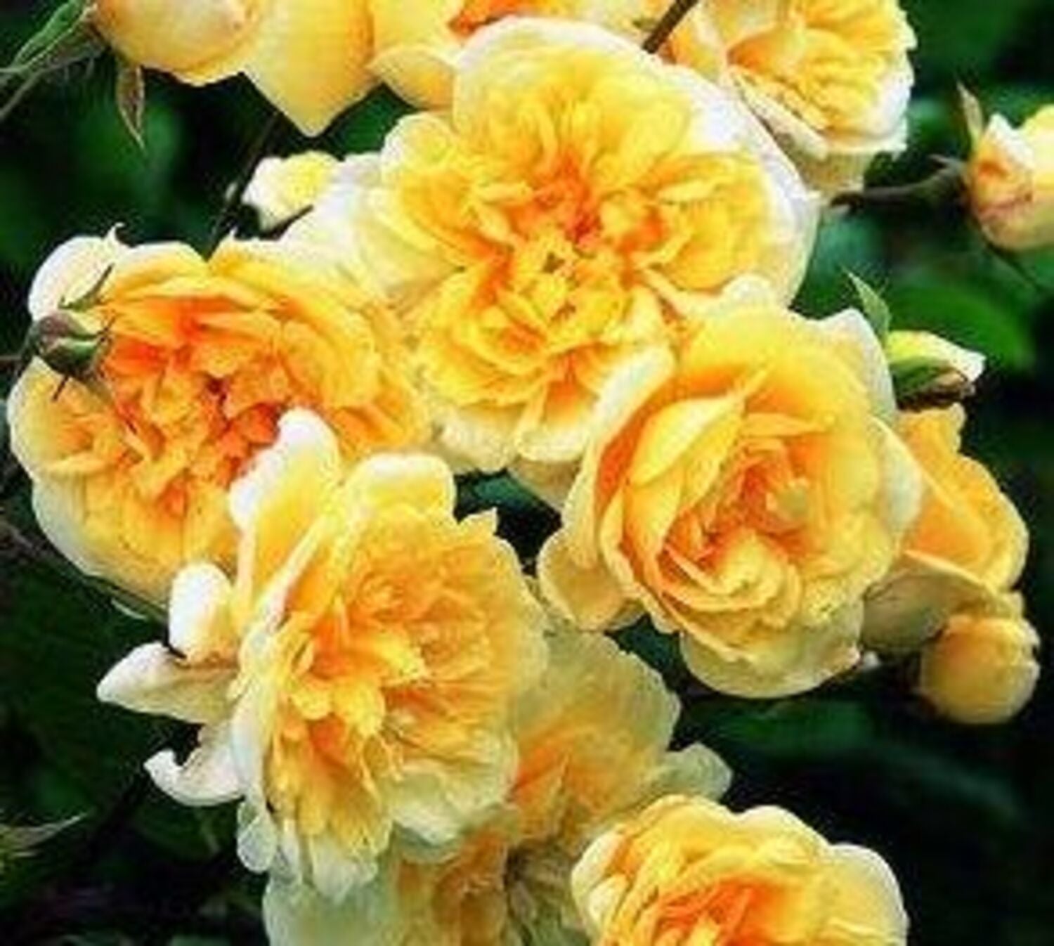 1160-CTLG-FULL