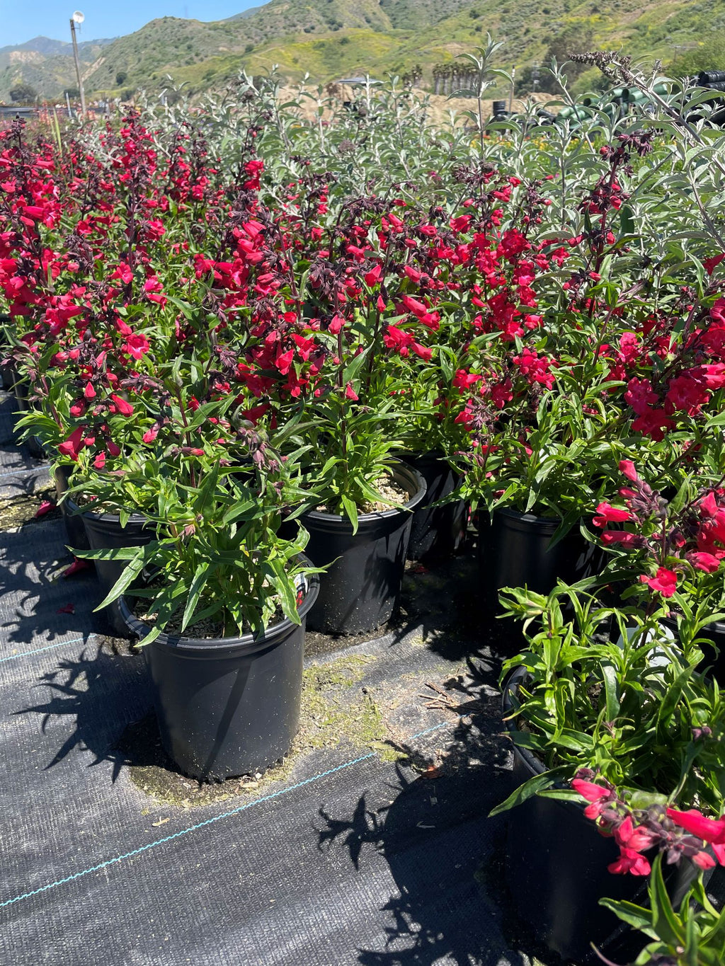 3431-PROD-FULL