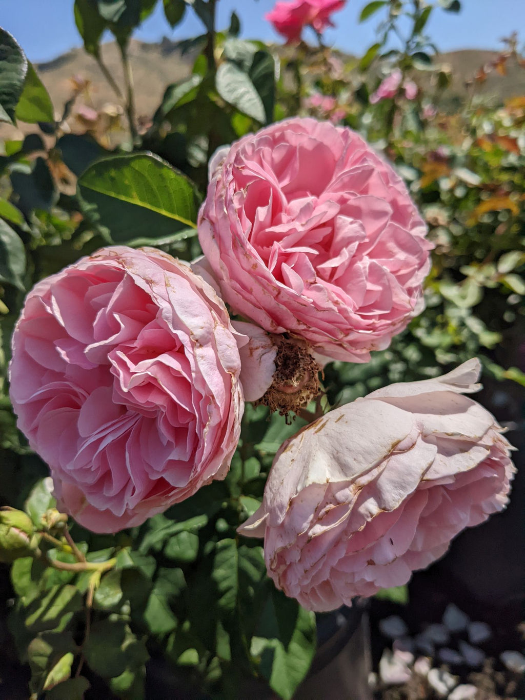101-CTLG-FULL