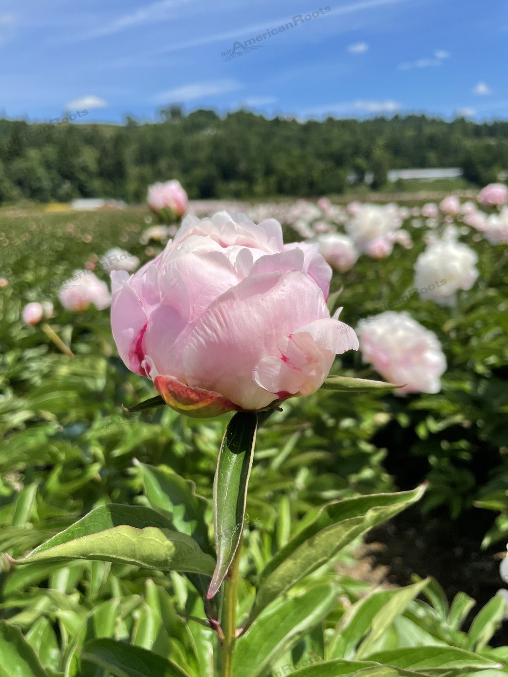 3533-PROD-FULL