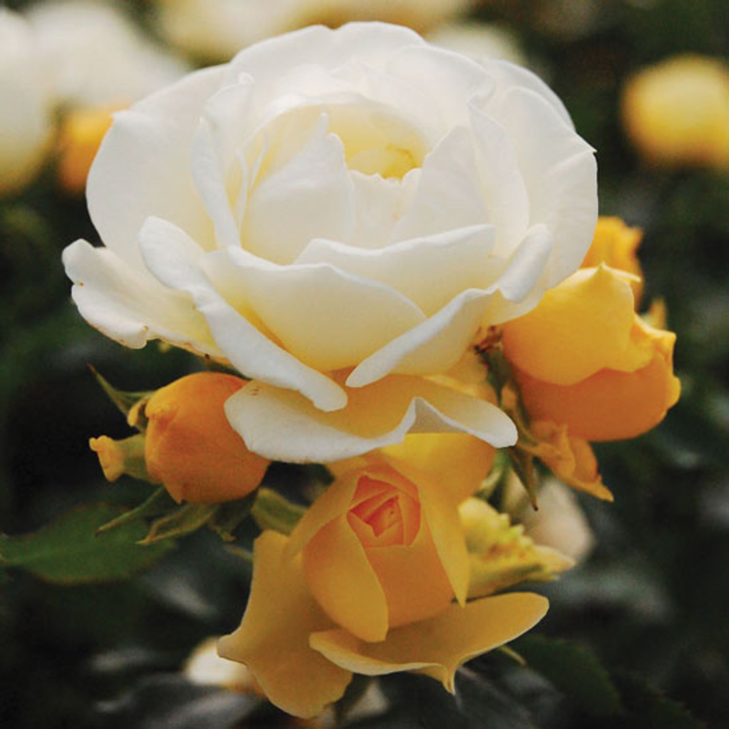 616-CTLG-FULL