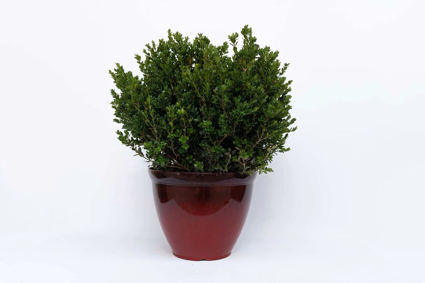 3677-PROD-FULL